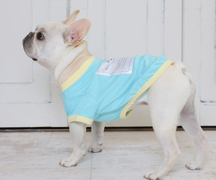 Französische Bulldogge