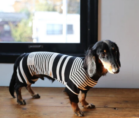 Dackel im schwarz-weiß gestreiften Strick-Hundepullover mit perfekter Passform für den langen Rücken.